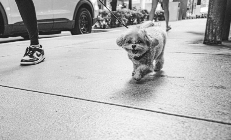 Small terrier walking