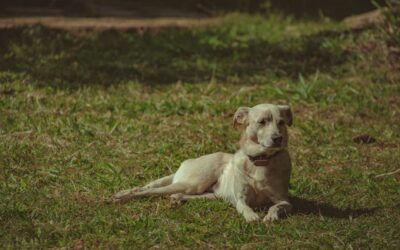 Understanding underweight dogs: practical nutrition, gentle weight gain and when to seek help