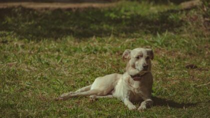 Understanding underweight dogs: practical nutrition, gentle weight gain and when to seek help