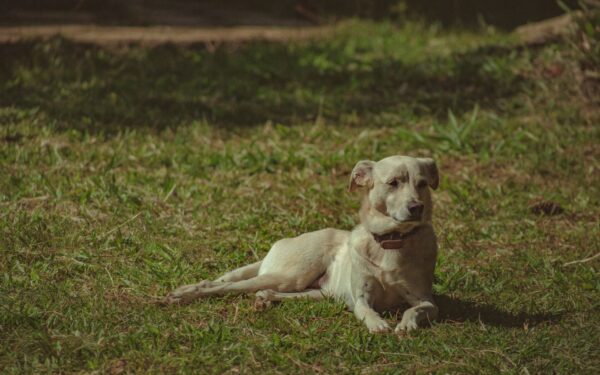 Understanding underweight dogs: practical nutrition, gentle weight gain and when to seek help
