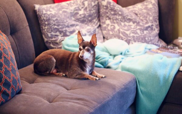 Weekend rhythms with your dog that make family life feel calmer and more connected
