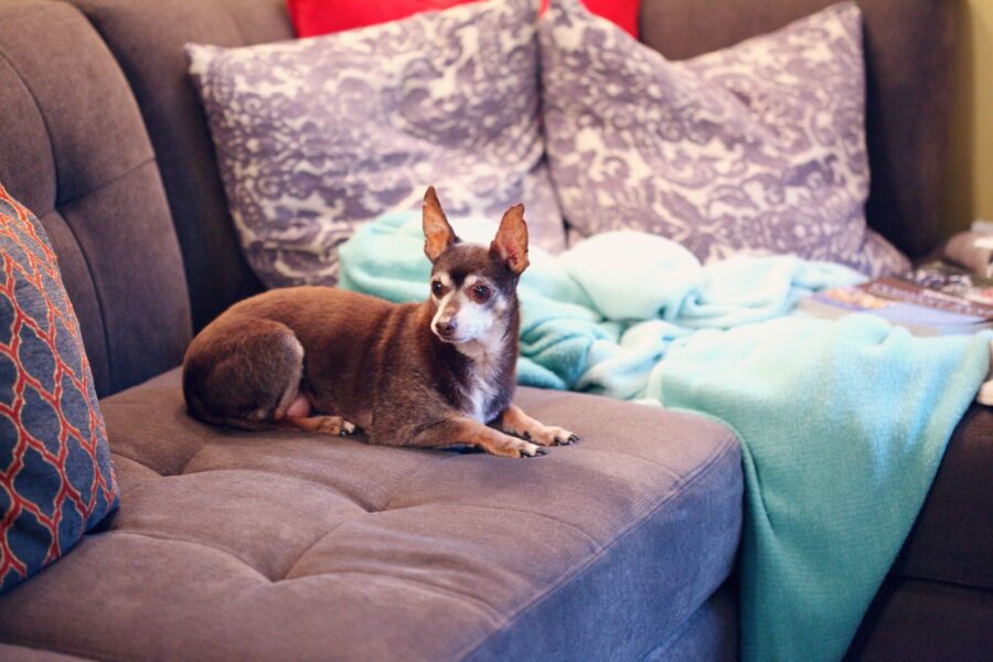 Family dog couch