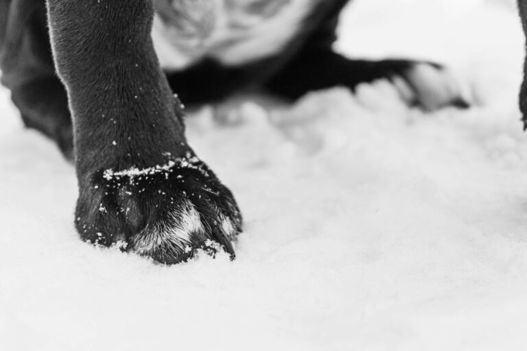 Dog winter snow