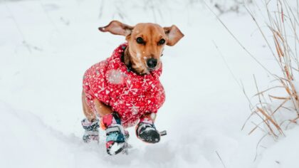 Winter care for dogs that stay comfortable, clean and safe in cold weather