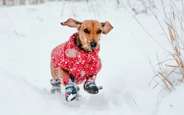 Winter care for dogs that stay comfortable, clean and safe in cold weather