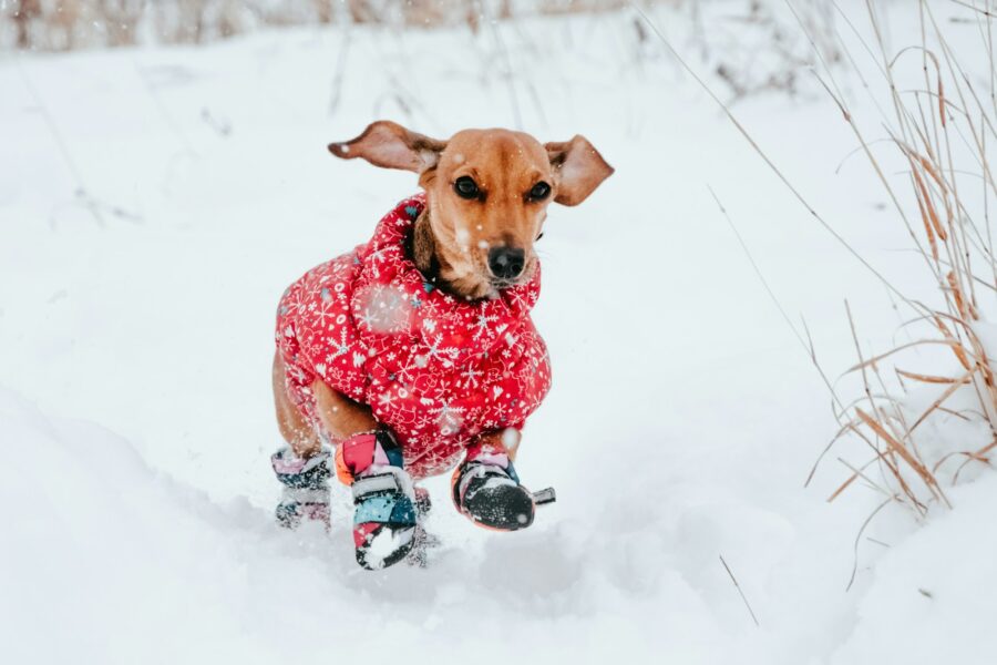 Dog winter snow