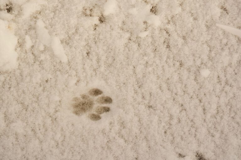 Dog paws snow