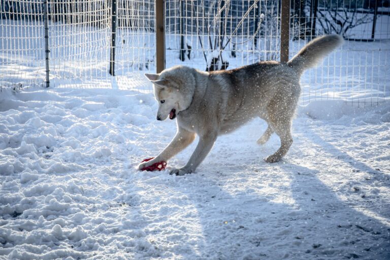 Dog indoor play