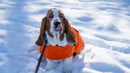 Winter dog care at home that helps your pet stay warm, safe and active