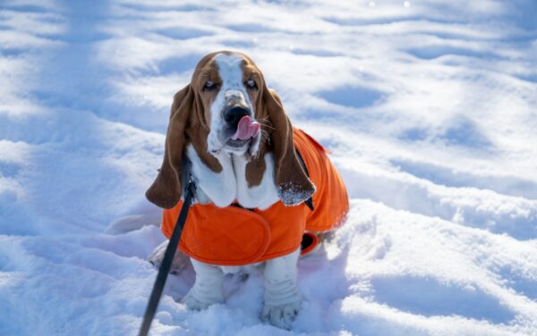 Winter dog care at home that helps your pet stay warm, safe and active
