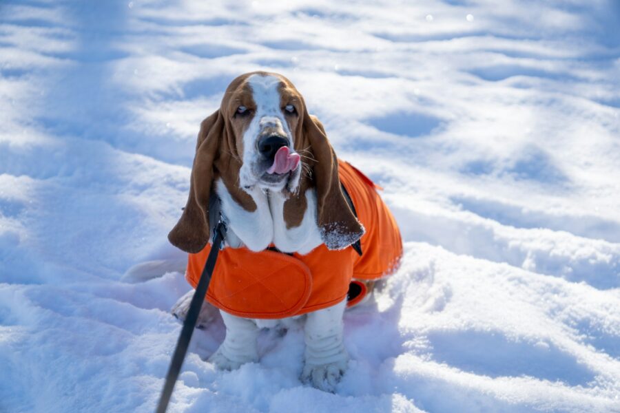 Dog winter snow