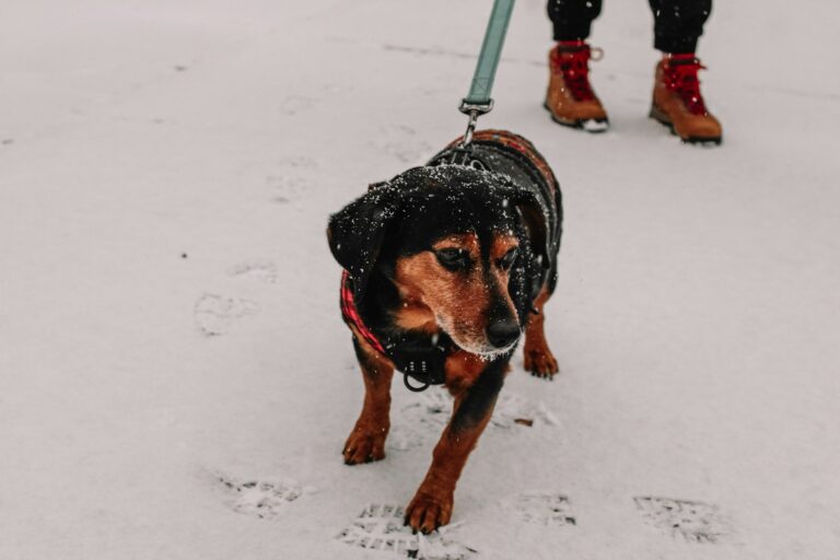 Dog winter snow